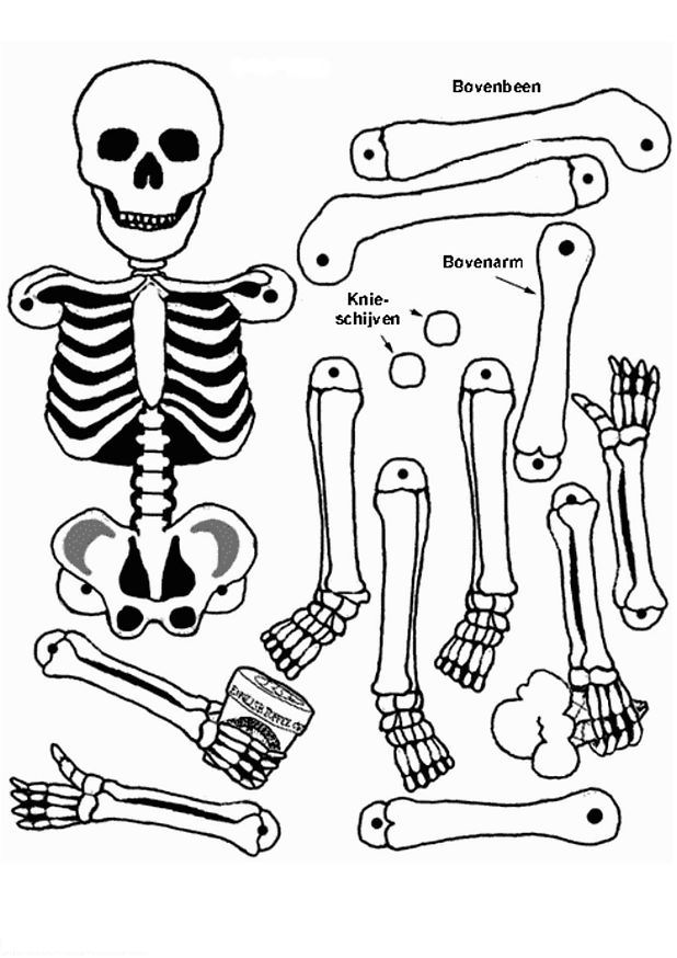 Plansa de colorat cu Biologie 24 17
